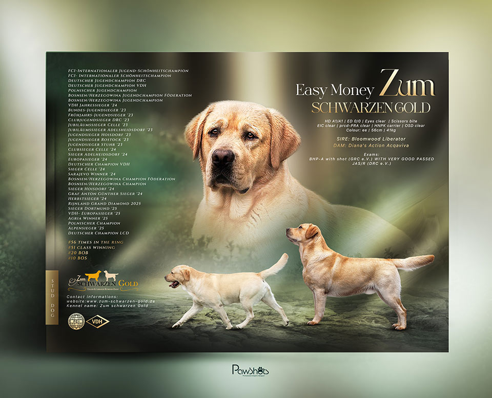 easy-money-collage-2025